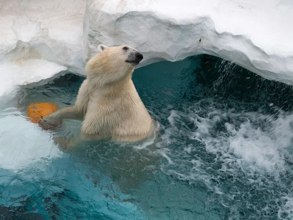 Urso branco do norte alegre — Fotografia de Stock
