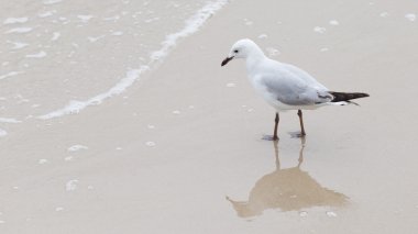 Akıllı martı avcılık deniz kenarı