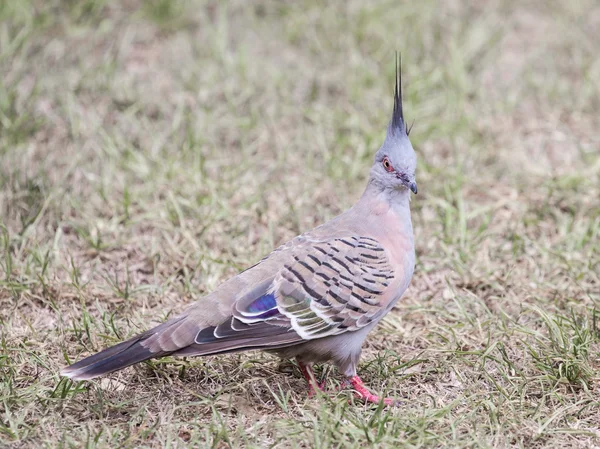 Insolite australien crêpe pigeon bronzovokryly — Photo