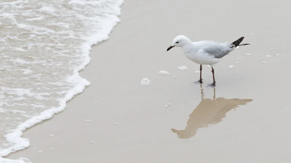 Smart beautiful seagull hunting on the coast — Stock Photo, Image
