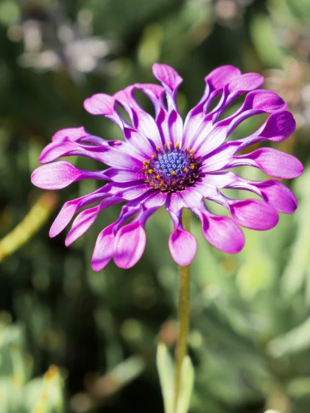 Osteospermum 粉红色 Virls — 图库照片