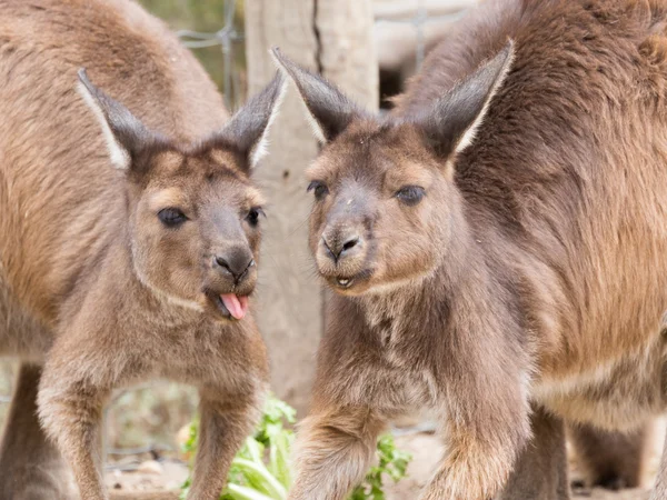 Twee kangoeroes in de dierentuin praten — Stockfoto