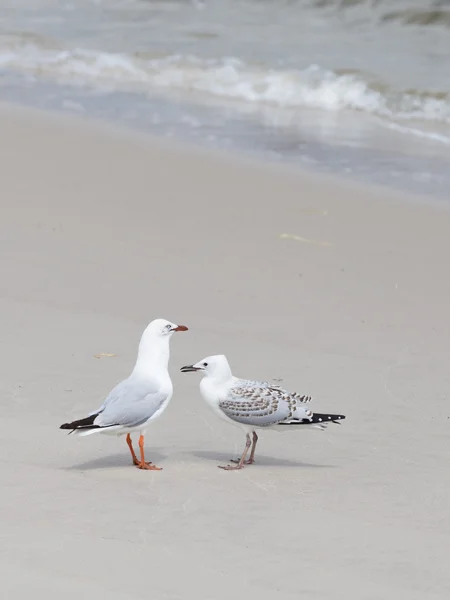 Smart gull with nestling on the shore — Stock Photo, Image