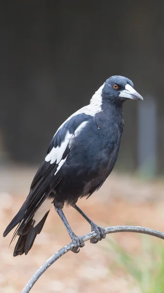 Beautiful unusual Crow-whistler — Stock Photo, Image