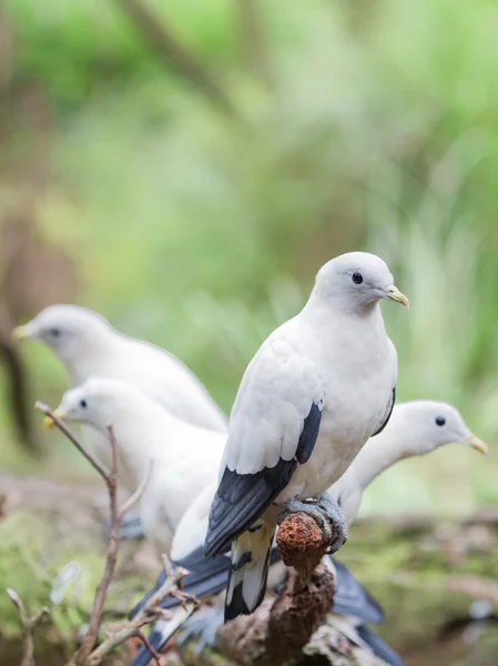 Beautiful white doves — Stock Photo, Image