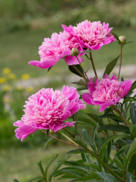 Fiori peonie rosa brillante — Foto Stock