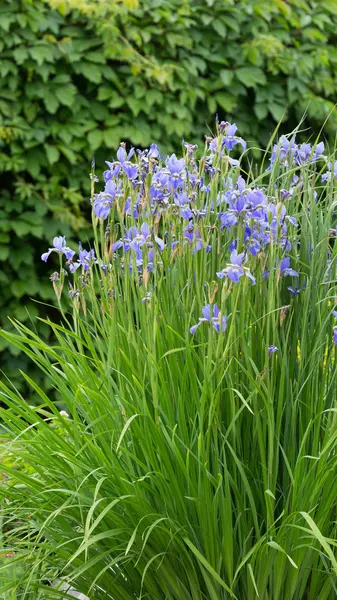 Purple flowers blue iris — Stock Photo, Image