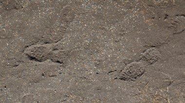 çakıl ile çamurdaki ayak izleri