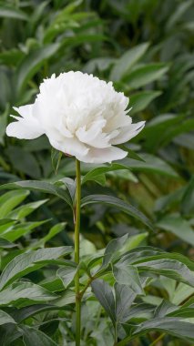 Bahçedeki beyaz şakayık