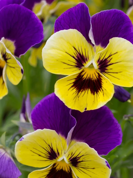 Flores violas de color amarillo brillante y púrpura — Foto de Stock