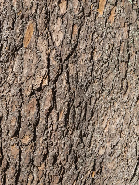 Corteza de madera áspera marrón —  Fotos de Stock