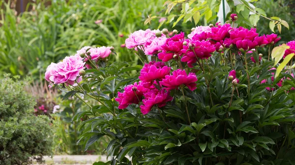 Hermosas flores de peonías en el jardín Imagen De Stock