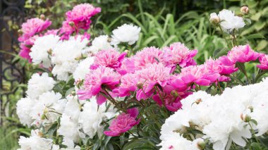 Bahçe içinde güzel yemyeşil peonies