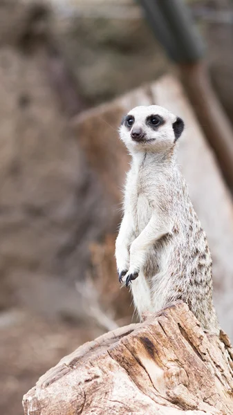 Erdmännchen steht auf einem Baumstumpf — Stockfoto