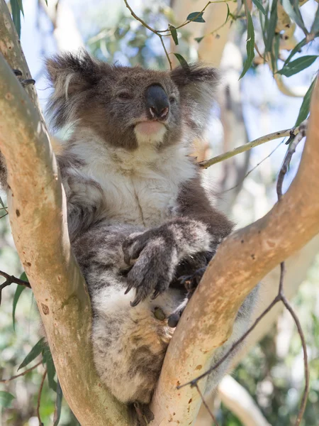 Koala κάθεται σε ευκάλυπτος — Φωτογραφία Αρχείου