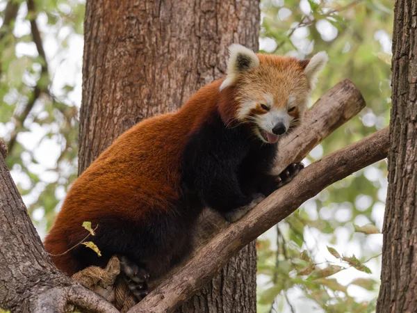 Pequeno panda vermelho — Fotografia de Stock