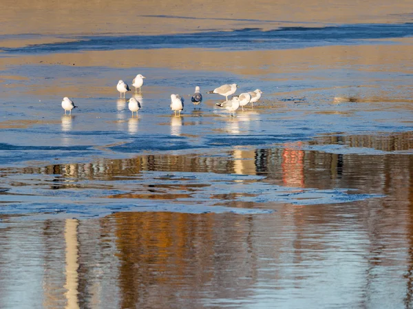 Beautiful gull on the river ice — Stock Photo, Image