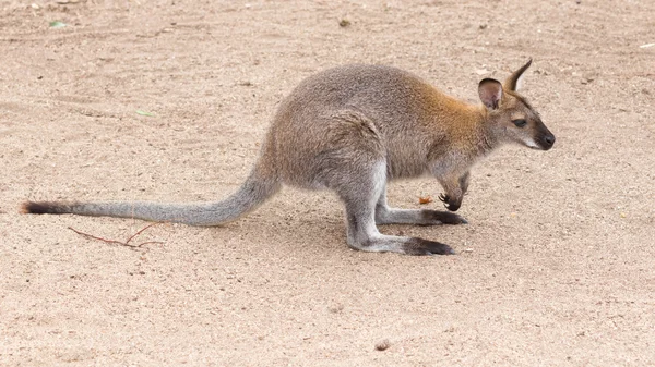 Canguru pequeno bonito, Austrália — Fotografia de Stock