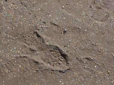 çakıl ile çamur ız