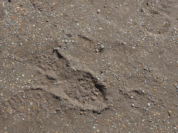 çakıl ile çamur ız