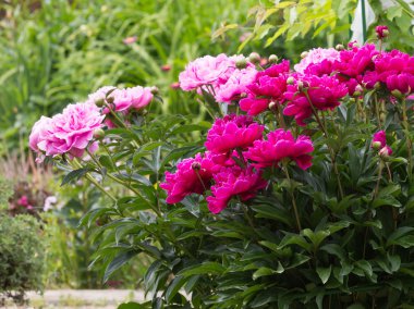 çiçekler parlak mor pembe peonies