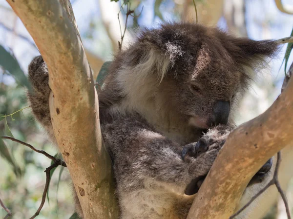 Niedlicher Koala-Bär sitzt auf Eukalyptus — Stockfoto