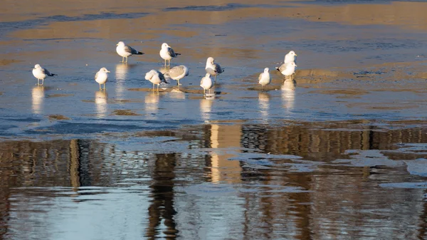 Schöne Möwen und Eis auf dem Fluss — Stockfoto