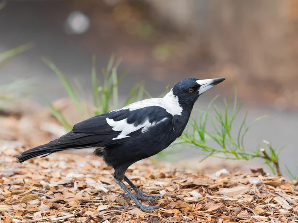 Black and white Crow-whistler — Stock Photo, Image