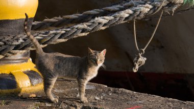 kedi ile iskele üzerinde çizgili bir kuyruk