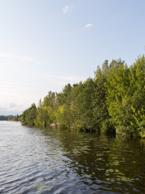 Sarı lilyum nehir kıyısında