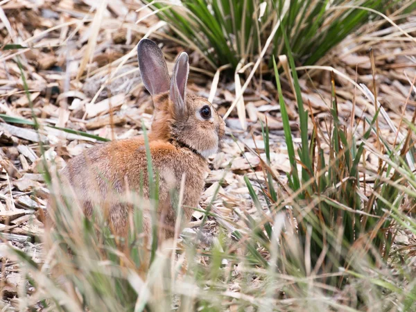 Pequeno coelho vermelho — Fotografia de Stock