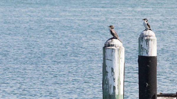 Two small colorful cormorant — Stock Photo, Image