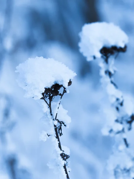 Neige blanche en hiver — Photo