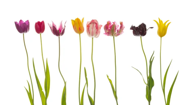 Huit belles tulipes colorées — Photo