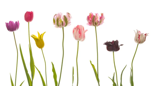 Mnoho neobvyklých vykvetl krásné tulipány — Stock fotografie