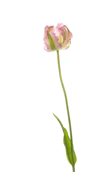 Tulipán de flor inusual —  Fotos de Stock