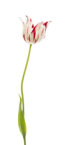 Tulipán rojo blanco —  Fotos de Stock