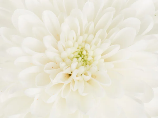 Цветочный центр белого хризантемы — стоковое фото