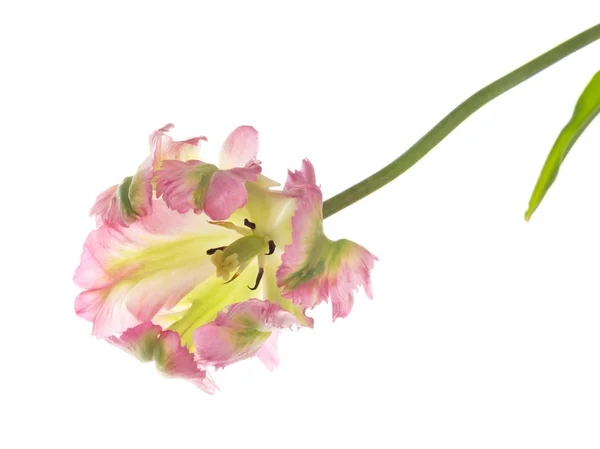 Krásné růžové a zelené vykvetl Tulipán — Stock fotografie