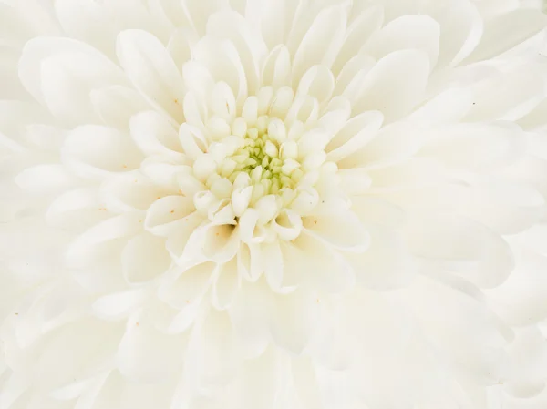 Vacker vit dahlia blomma center — Stockfoto
