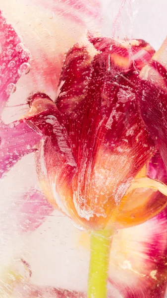 Abstraction avec tulipe fleur rouge — Photo