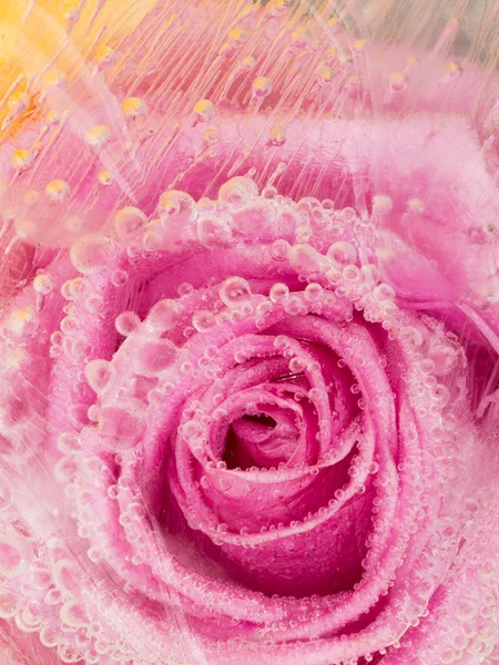 pink vertical abstraction with rose