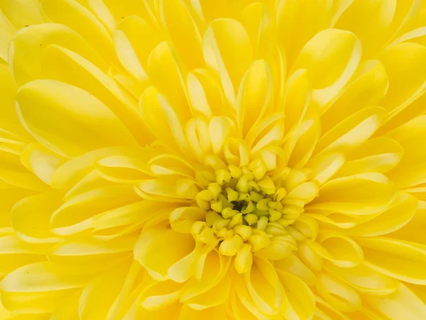 Beautiful yellow dahlia flower center — Stock Photo, Image