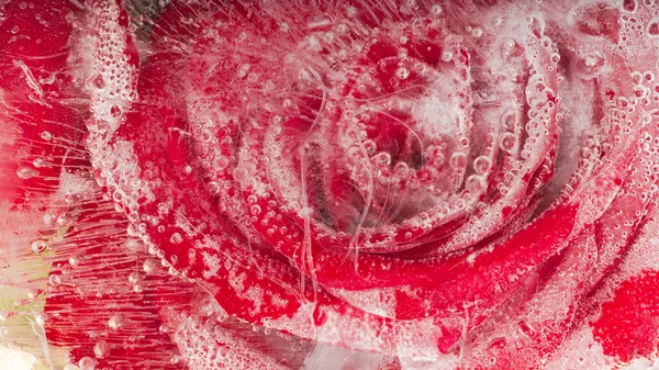 Abstraction with frozen rose — Stock Photo, Image