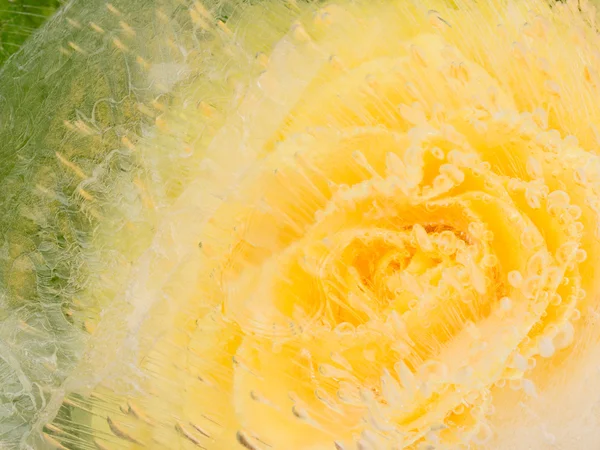 Abstraction with delicate yellow rose — Stock Photo, Image