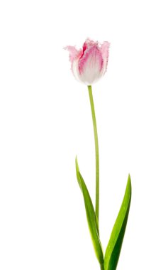 güzel sıradışı Lale