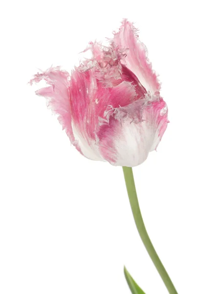 Linda tulipa rosa e branca incomum — Fotografia de Stock