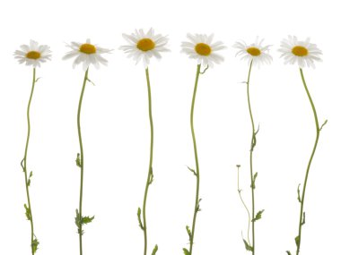 beyaz zemin üzerinde güzel papatya