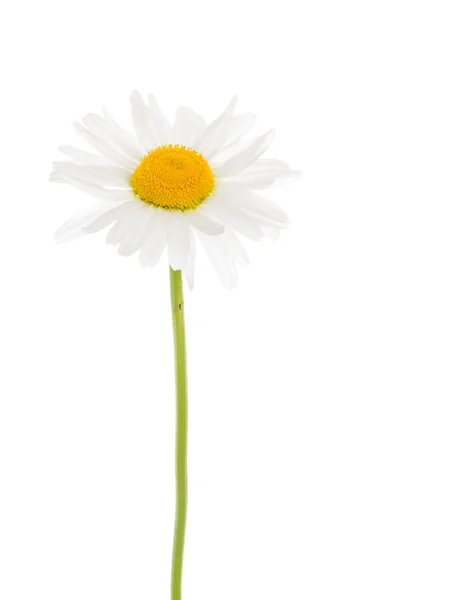 Flower on white background — Stock Photo, Image