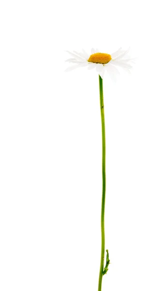 Квітка ромашки на білому тлі — стокове фото